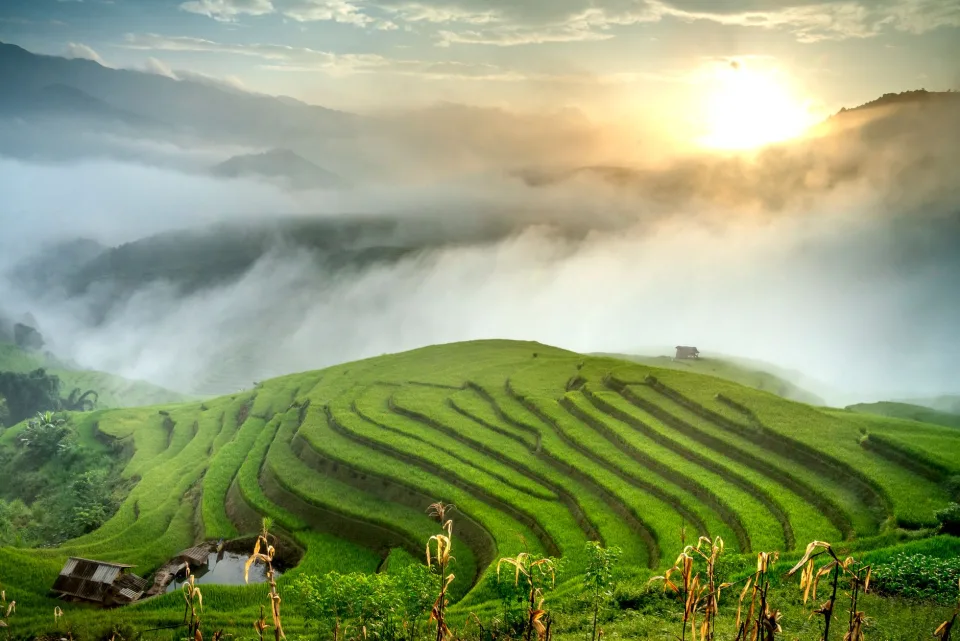 Hạt gạo trong thúng